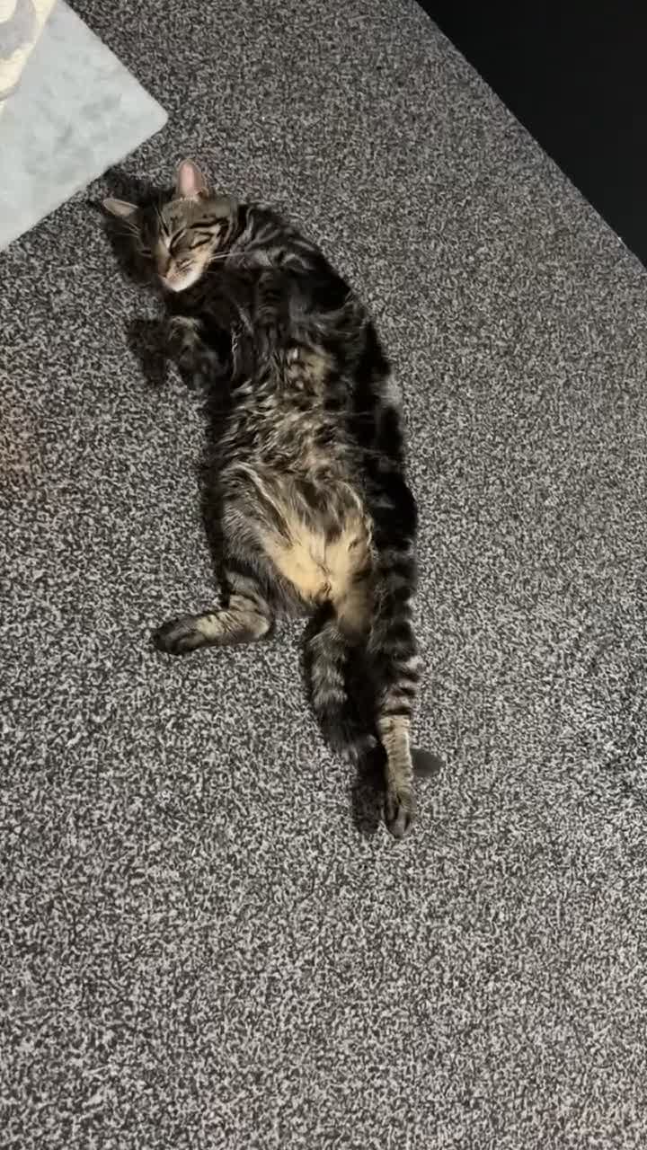 Mixed Breed cats for sale: Frankie  in Birmingham - Video 2