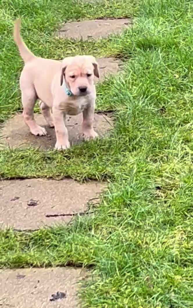 Labrador Retriever dogs for sale: KC registered Labrador Retriever puppies  - Video 5