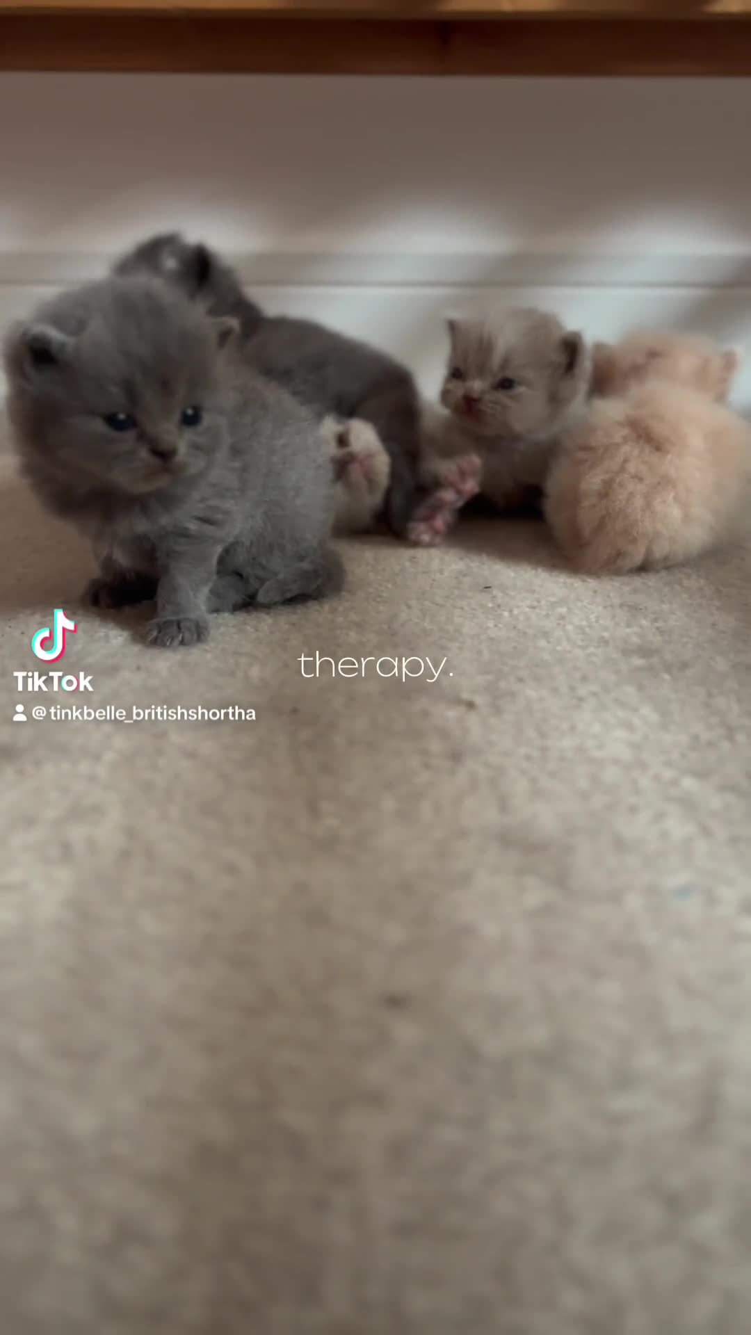 British Shorthair cats for sale: 🐾 GCCF Registered British longhair  Kittens ✨ - Video 4