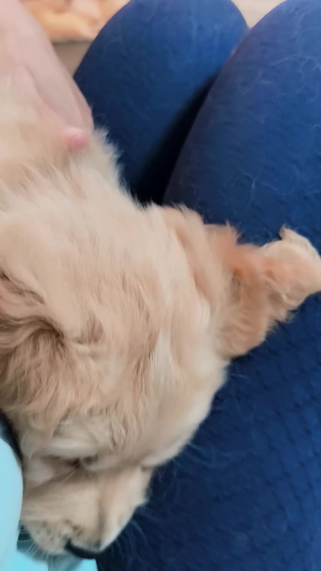 Golden Retriever dogs for sale: Gorgeous golden retriever puppies 🐕 - Video 3