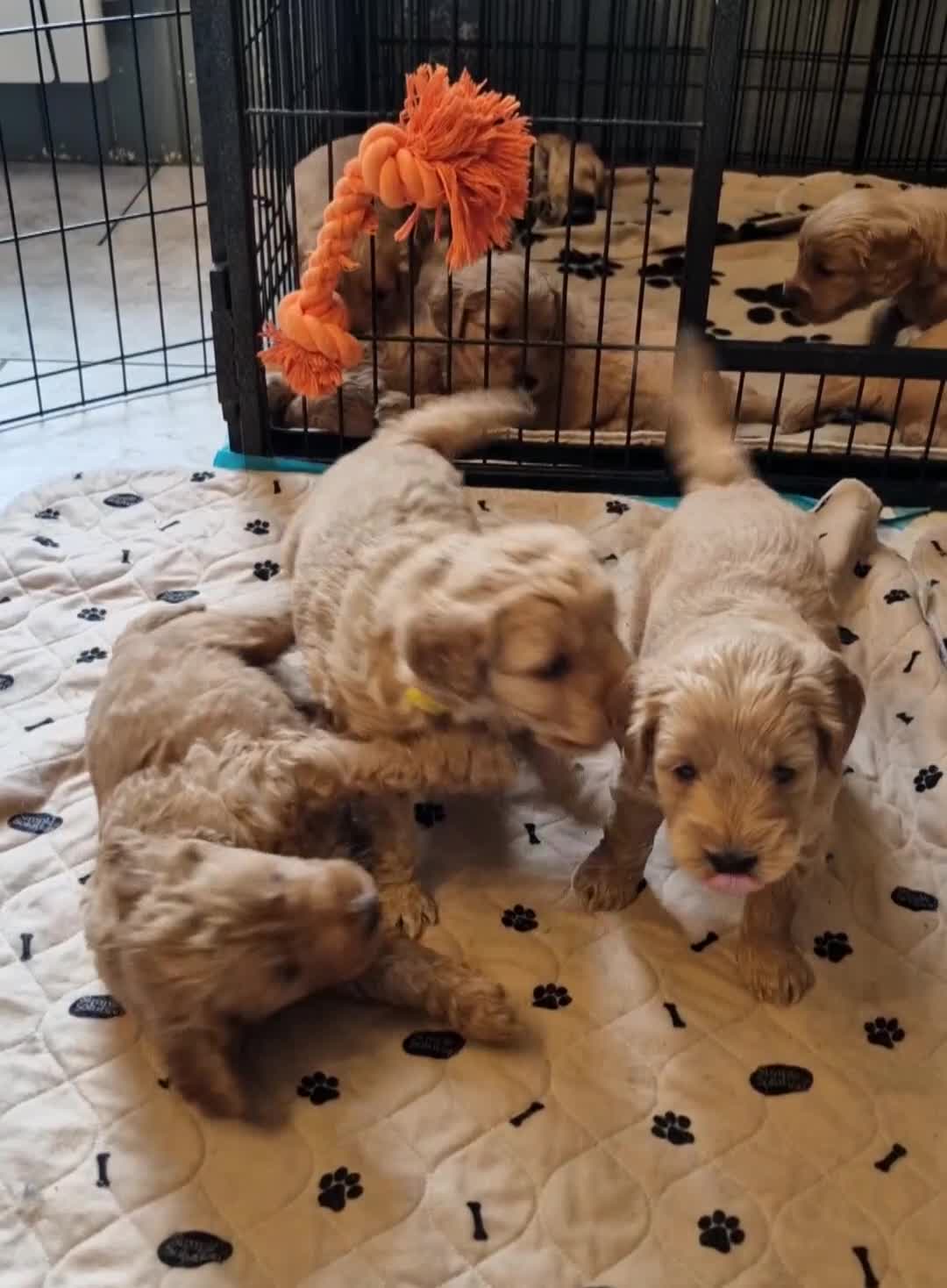 Mini Goldendoodle dogs for sale: F1 Miniature Goldendoodle for sale  - Video 1