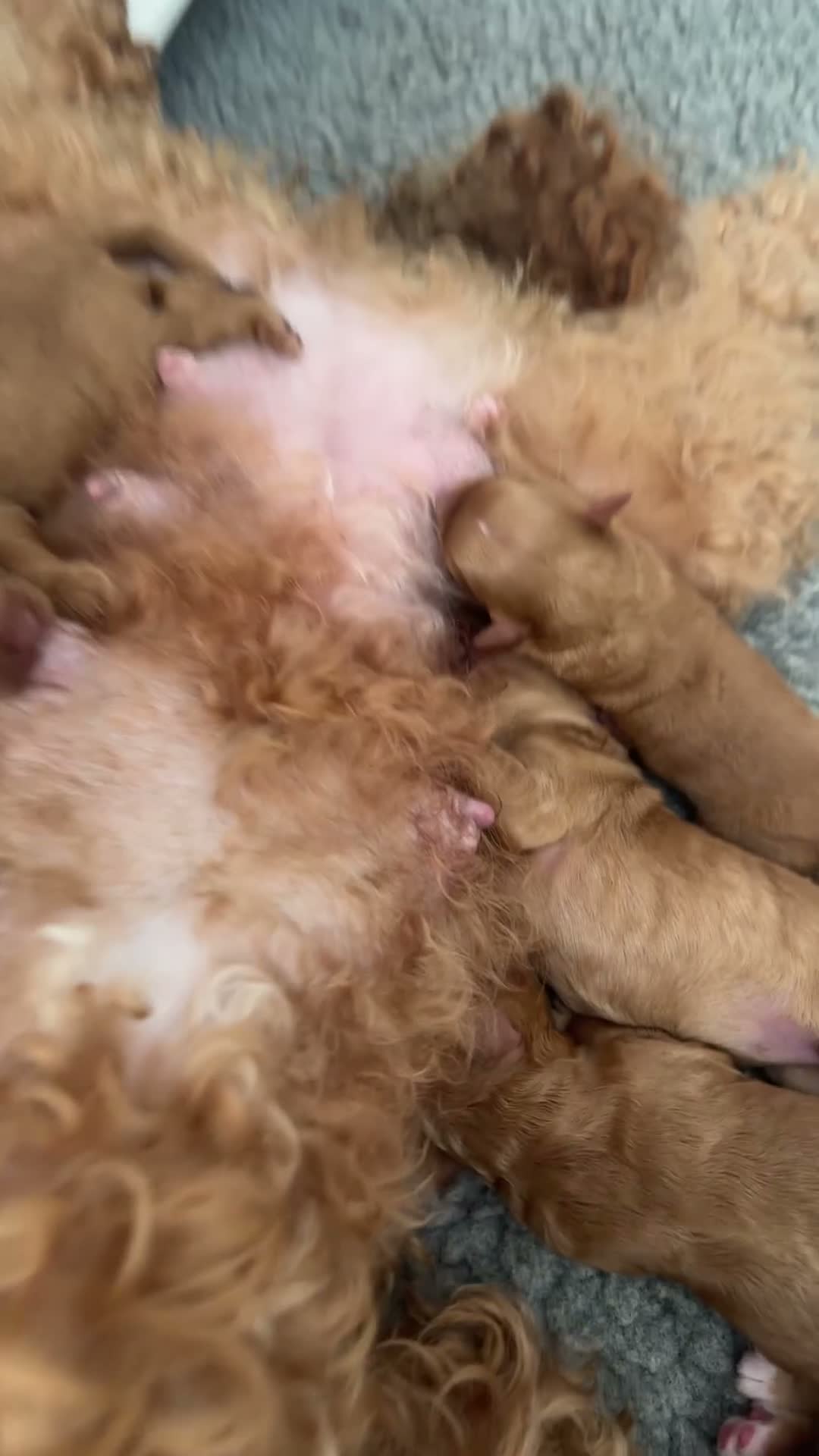 Australian Labradoodle dogs for sale: Multigenerational Australian Labradoodle Puppies - Video 2