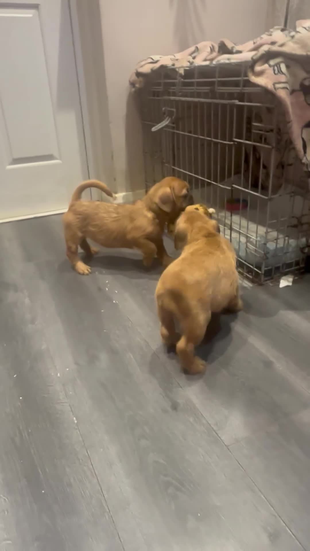 Mixed Breed dogs for sale: Beautiful puppies  - Video 1