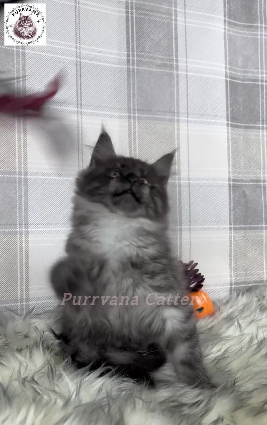 Maine Coon cats for sale: TICA registered adorable Maine coon kittens - Video 3