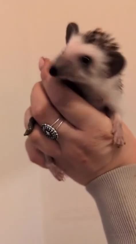 Pygmy Hedgehog rodents for sale: Gorgeous APH hedgehogs  - Video 3
