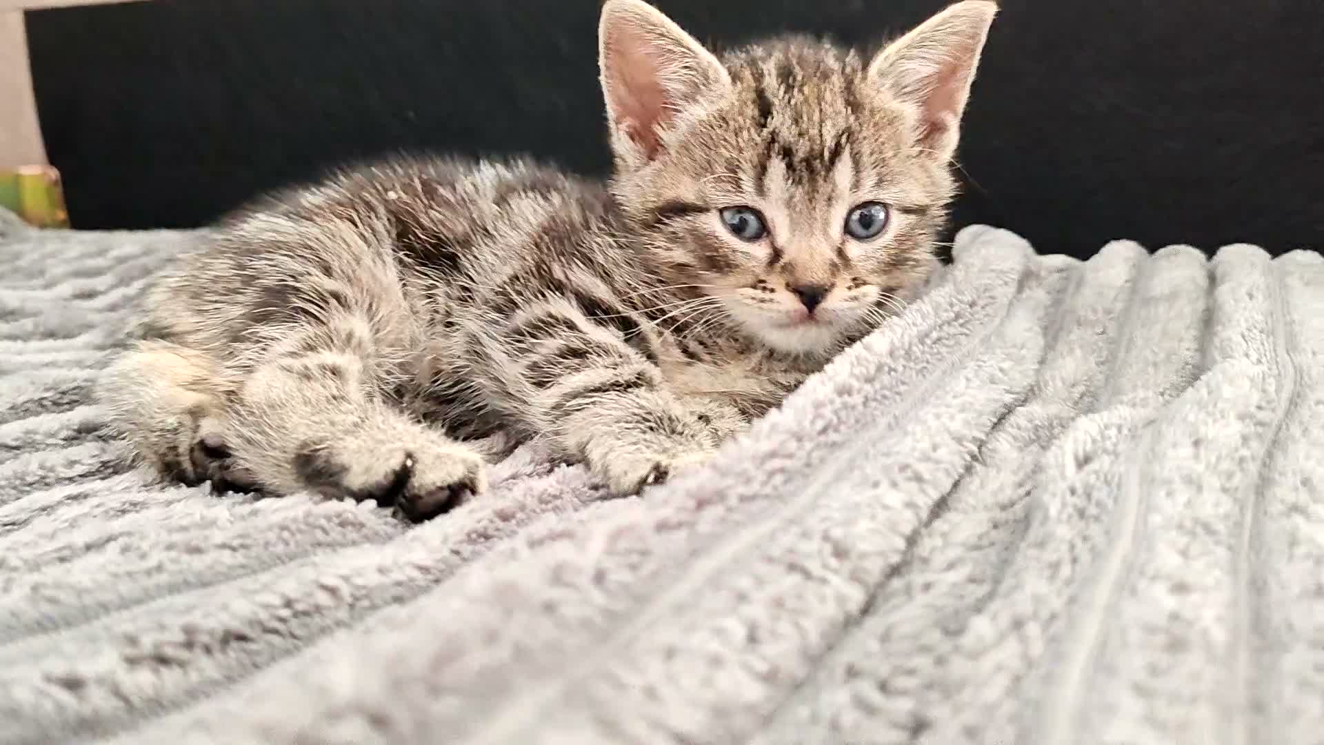 Domestic Shorthair cats for sale: Very playful and lovely kittens - Video 1