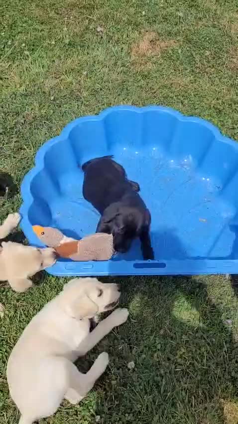Labrador Retriever dogs for sale: KC Labrador puppies #READY TO LEAVE# - Video 4