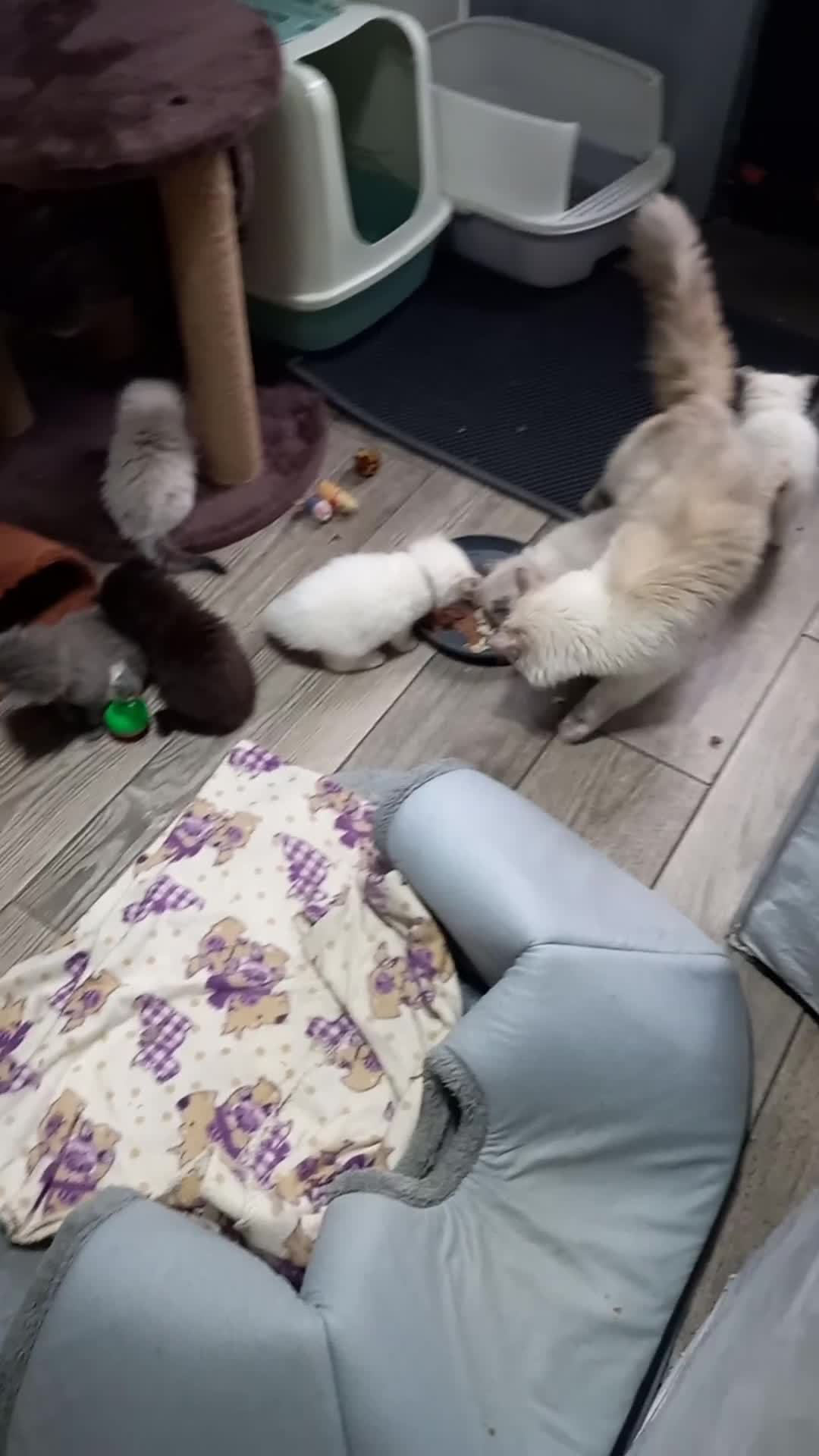 British Longhair cats for sale: 3 stunning longhaired british x  - Video 1