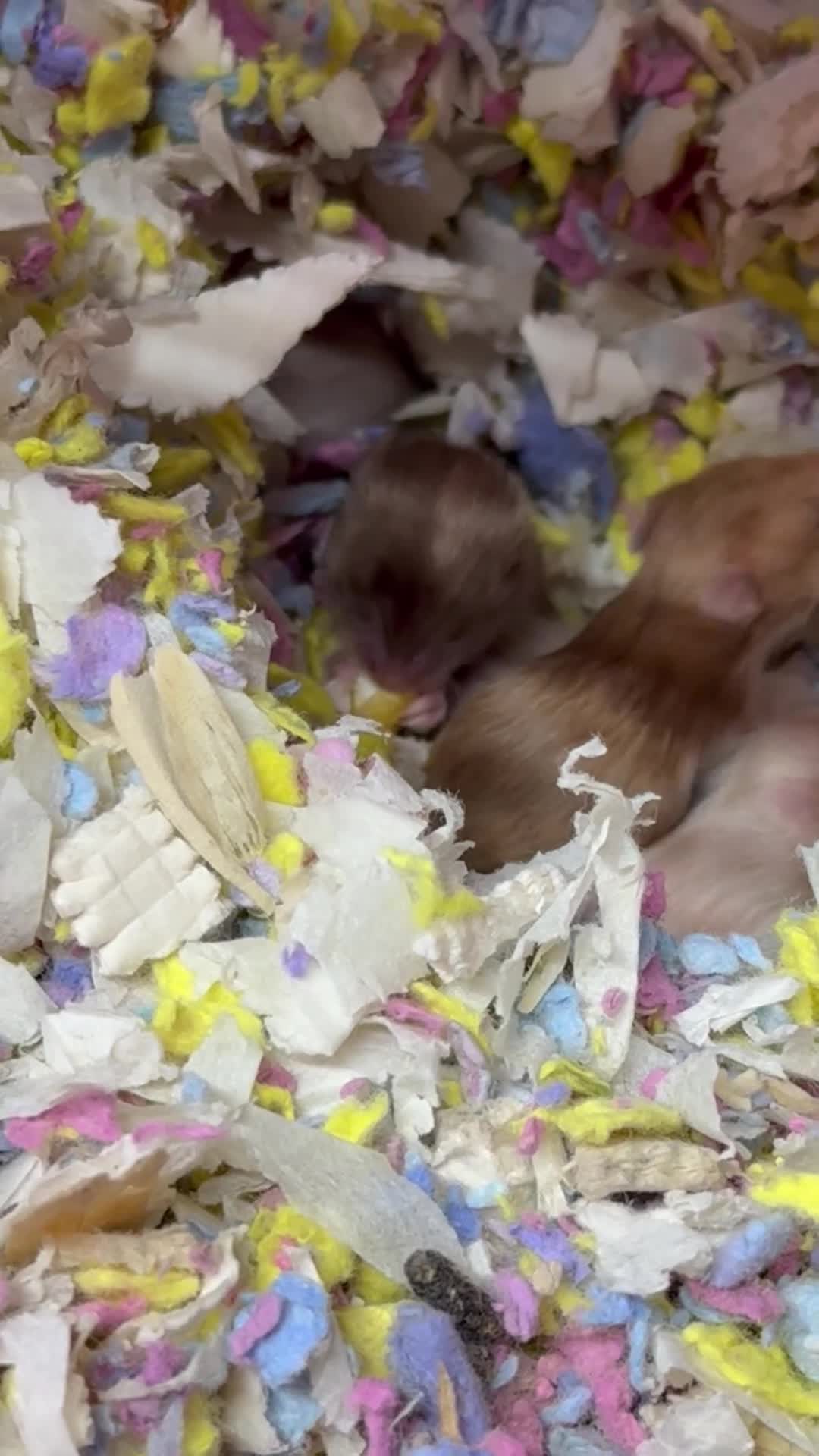 Hamster rodents for sale: Baby Syrian hamsters - Video 1