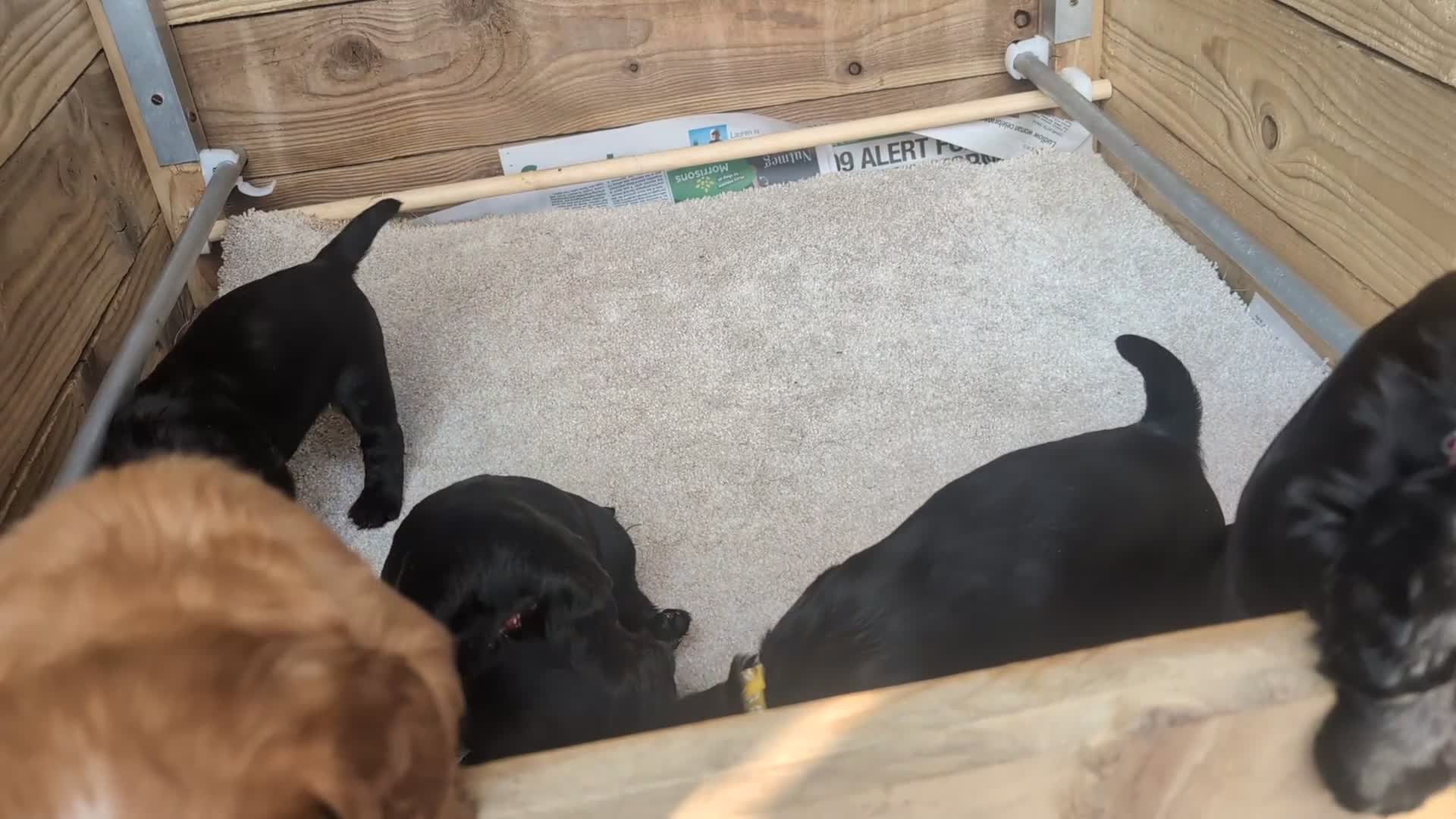 Cocker Spaniel dogs for sale: KC Registered FTCH bloodline Working Cocker Pups - Video 3