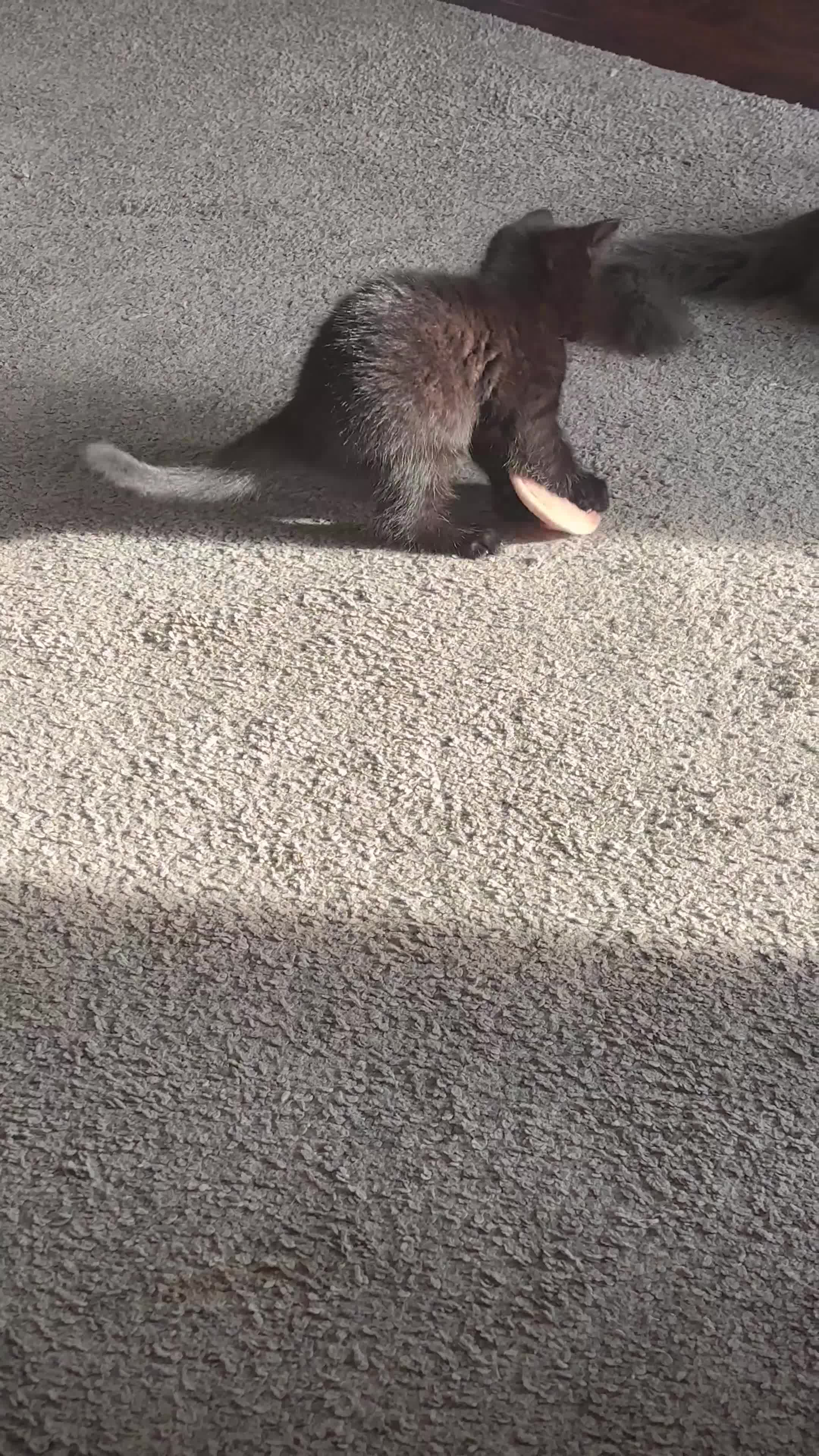Mixed Breed cats for sale: Bonded brother and sister to go together!  - Video 1