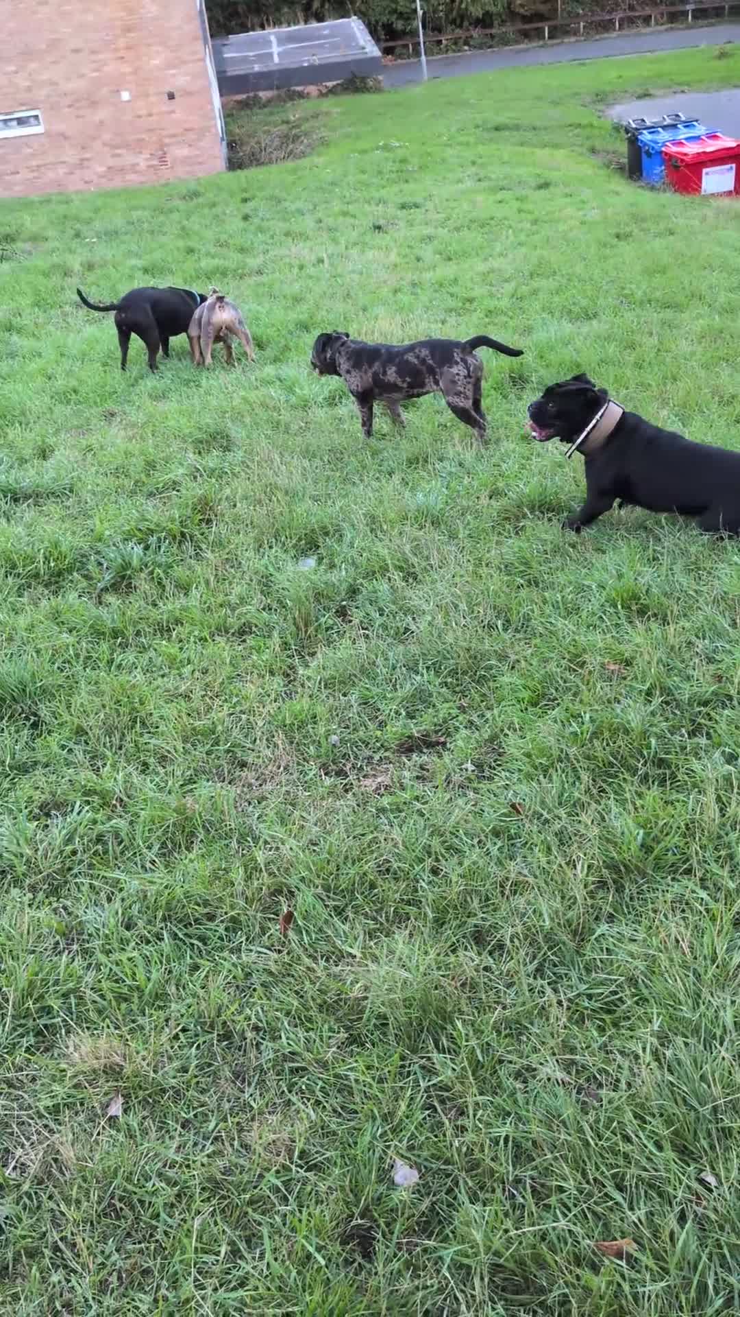 Olde English Bulldogge dogs for sale: Olde English bulldog - Video 1