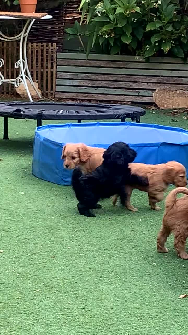 Cockapoo dogs for sale: F1 cockapoo curly black boy - Video 3