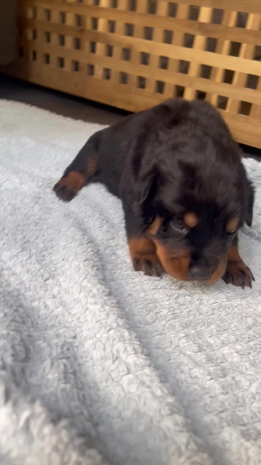 Rottweiler dogs for sale: Rottweiler puppies  - Video 1