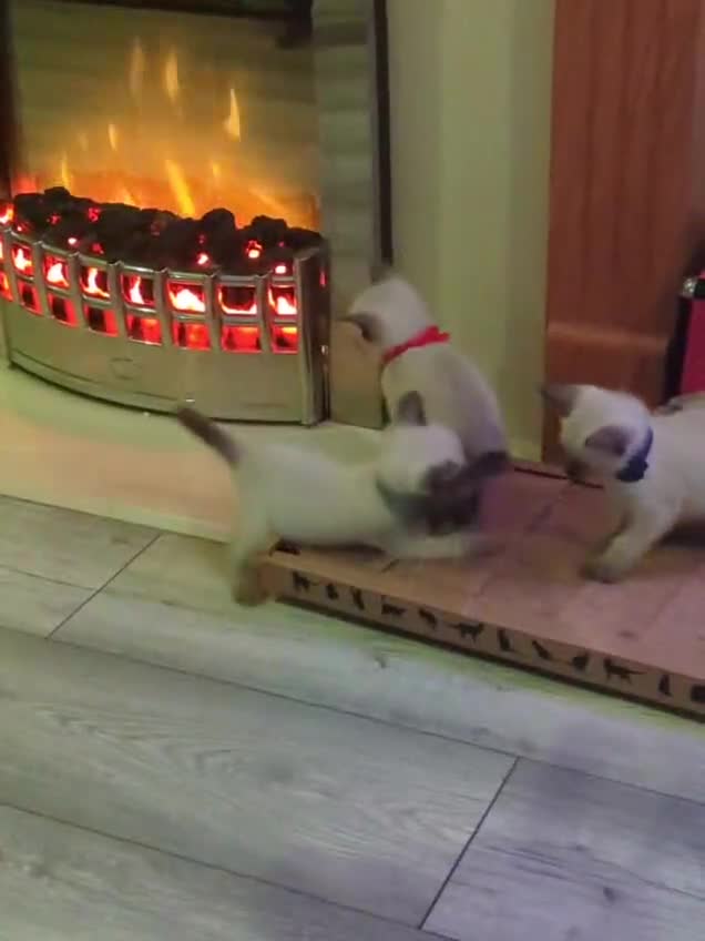 Siamese cats for sale: Your Heart Will Melt! Amazing Siamese Kittens! - Video 3