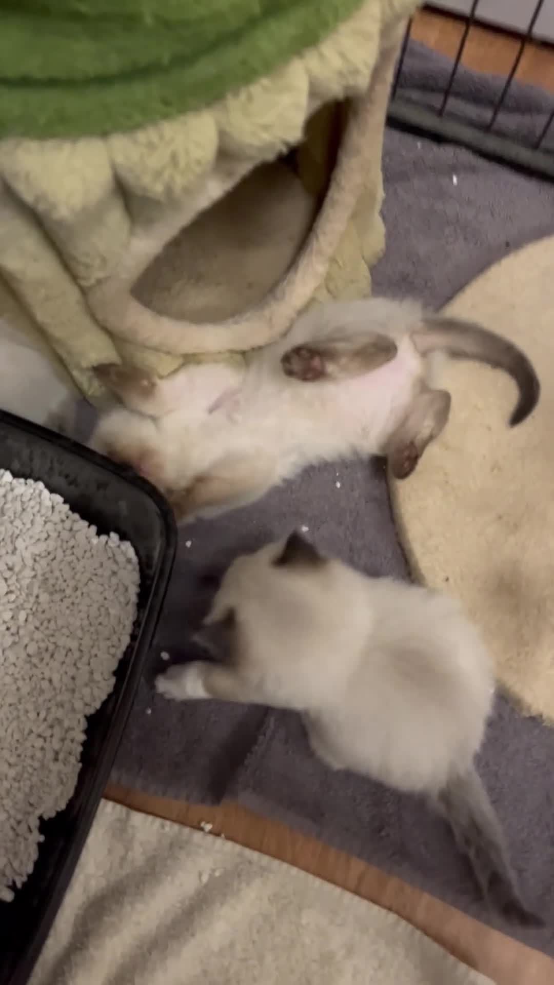 Ragdoll cats for sale:  Beautiful Pure Ragdoll kittens  - Video 1