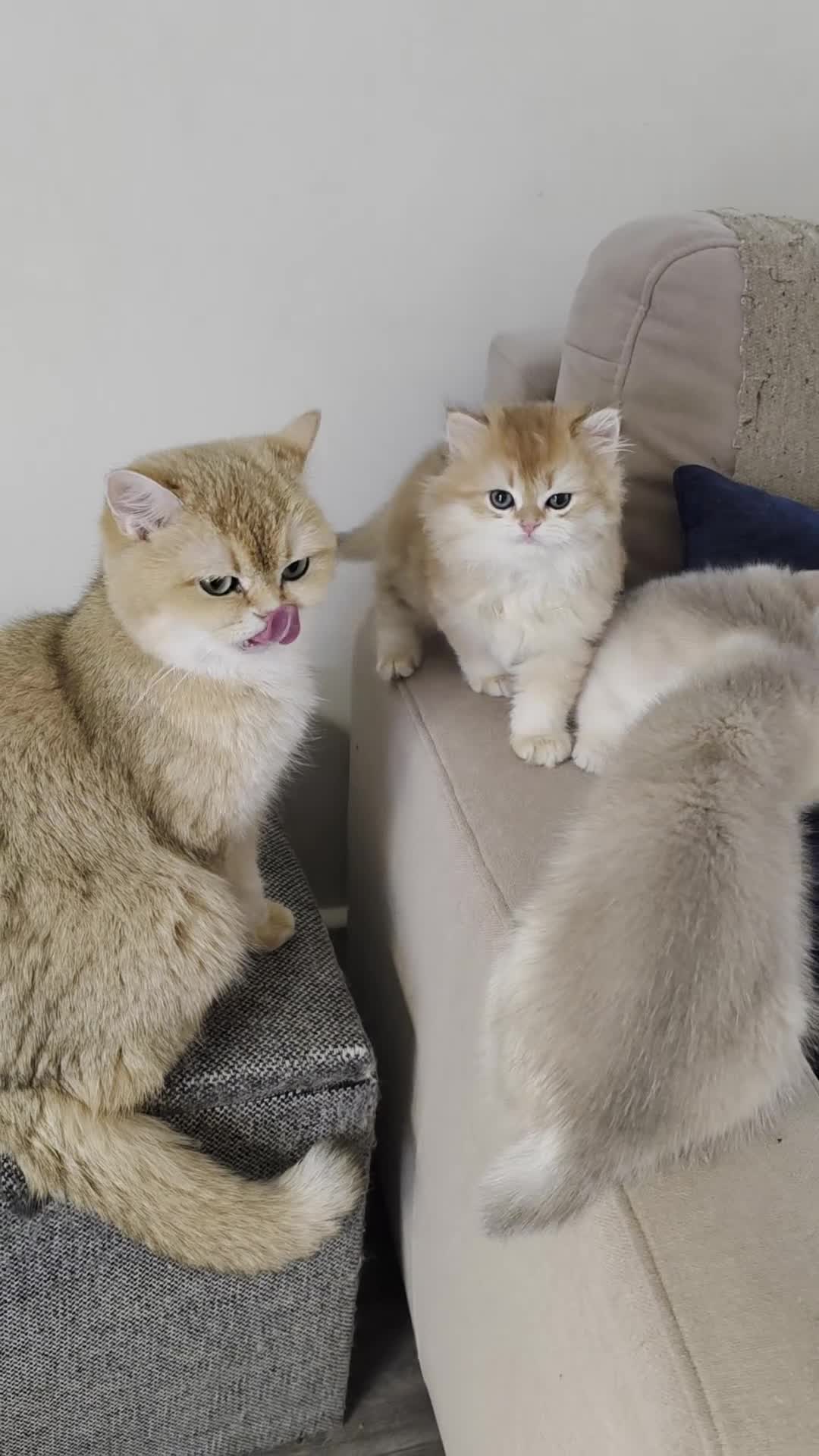 British Shorthair cats for sale: Last 2 kittens looking for forever home❤️ - Video 4