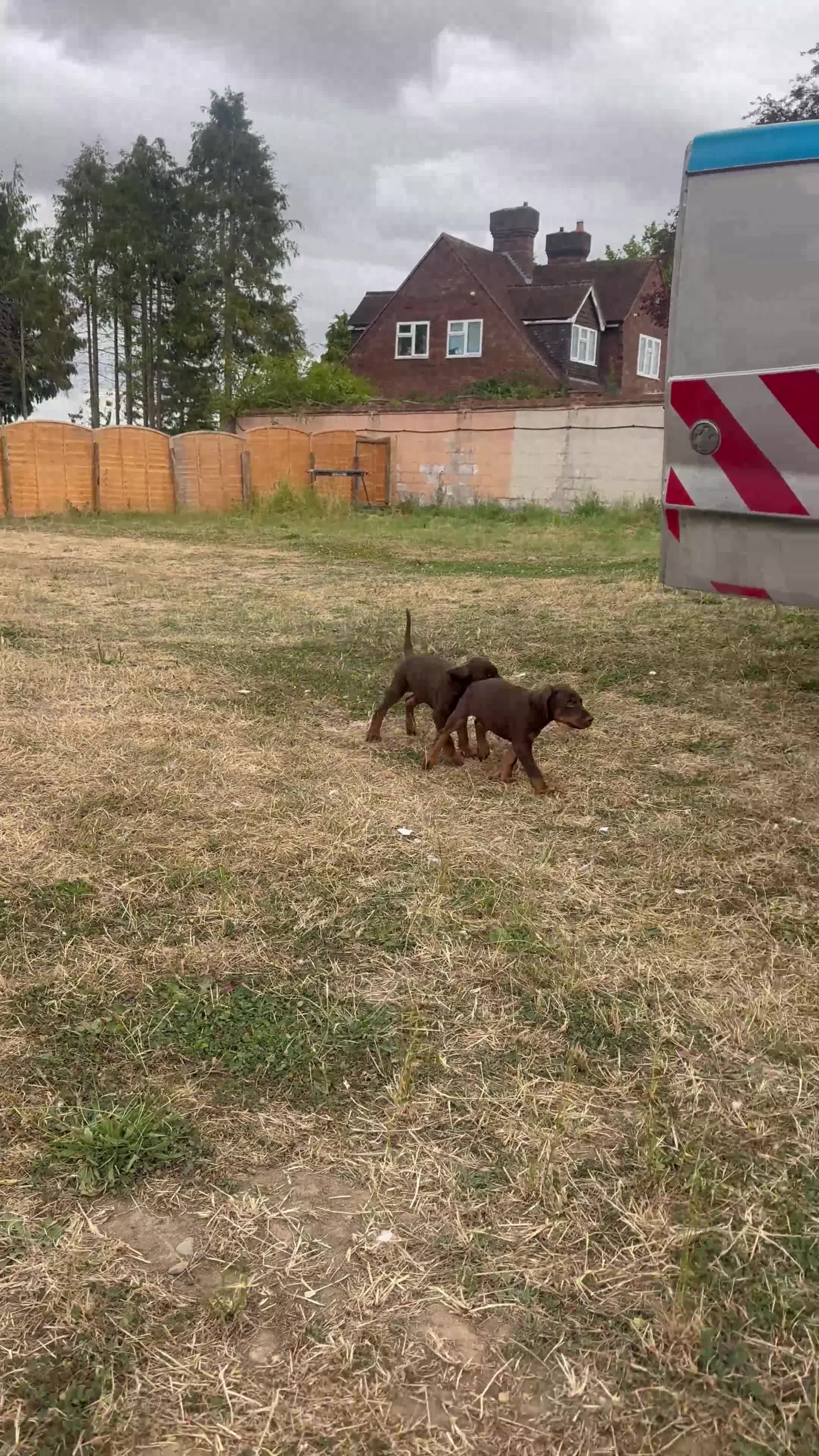 Dobermann dogs for sale: Imported Bloodline European Doberman Pups - Video 1
