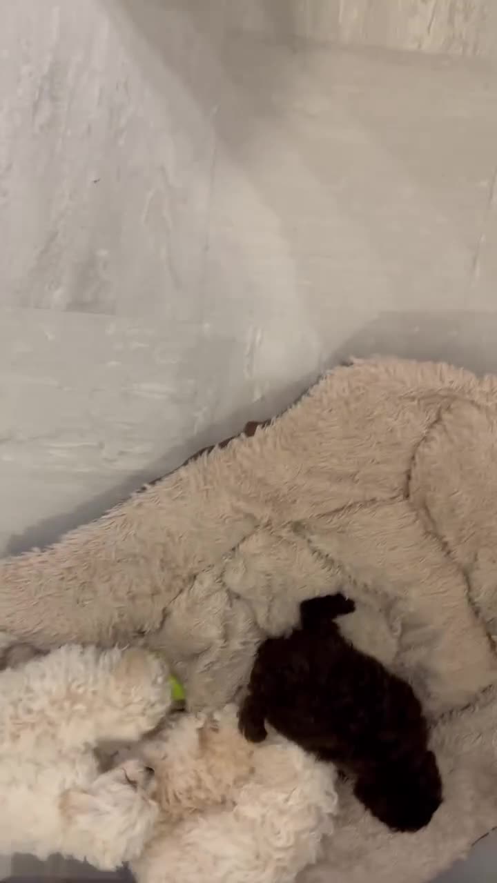 Havapoo dogs for sale: havapoo, beautiful puppies, 4 boys and 2 girls1200 - Video 1