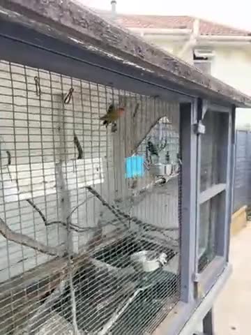 Lovebirds birds for sale: Beautiful 4 lovebirds including breeding pair  in Bristol - Video 2