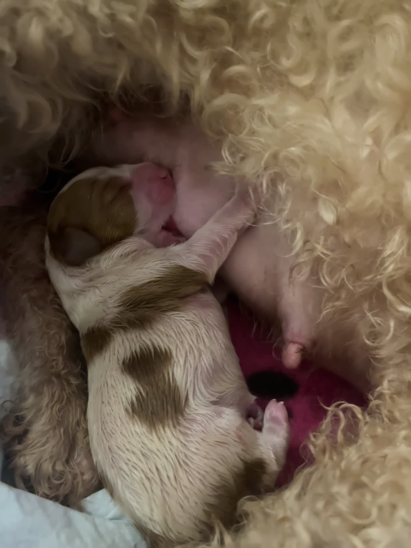 Cavapoo dogs for sale: cavapoo puppies  - Video 1