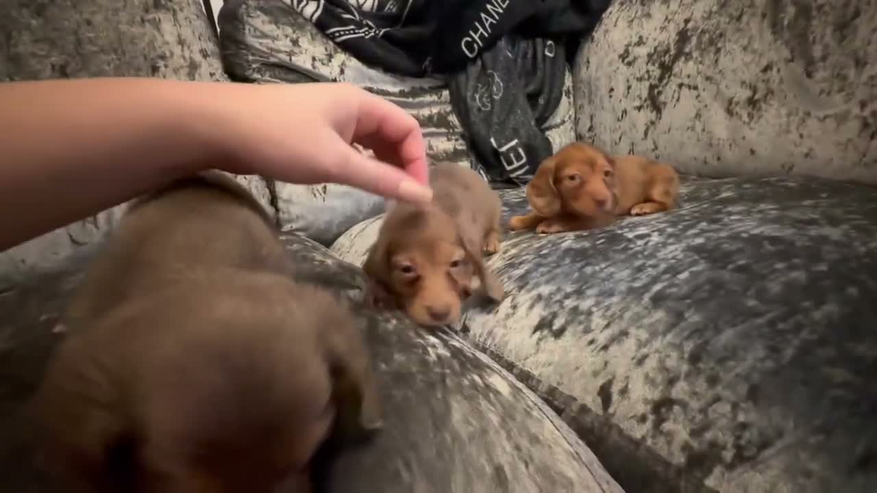 Miniature Dachshund dogs for sale: 3 Long hair mini dachshund puppies - Video 2