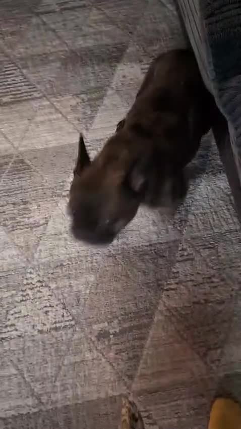 French Bulldog dogs for sale: Livy loveable French bull dog brindle  - Video 1