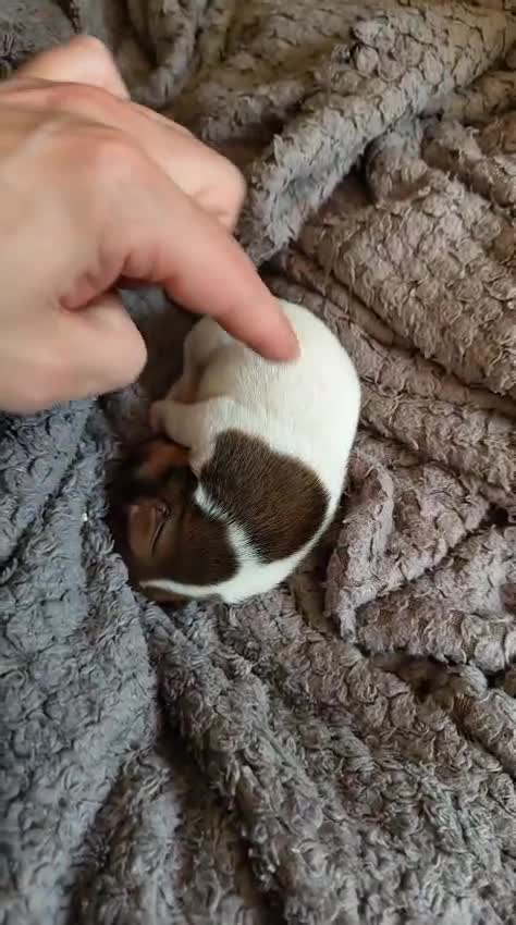 Jack Russell dogs for sale: Gorgeous miniature Jack Russell puppies  in Larkhall - Video 2