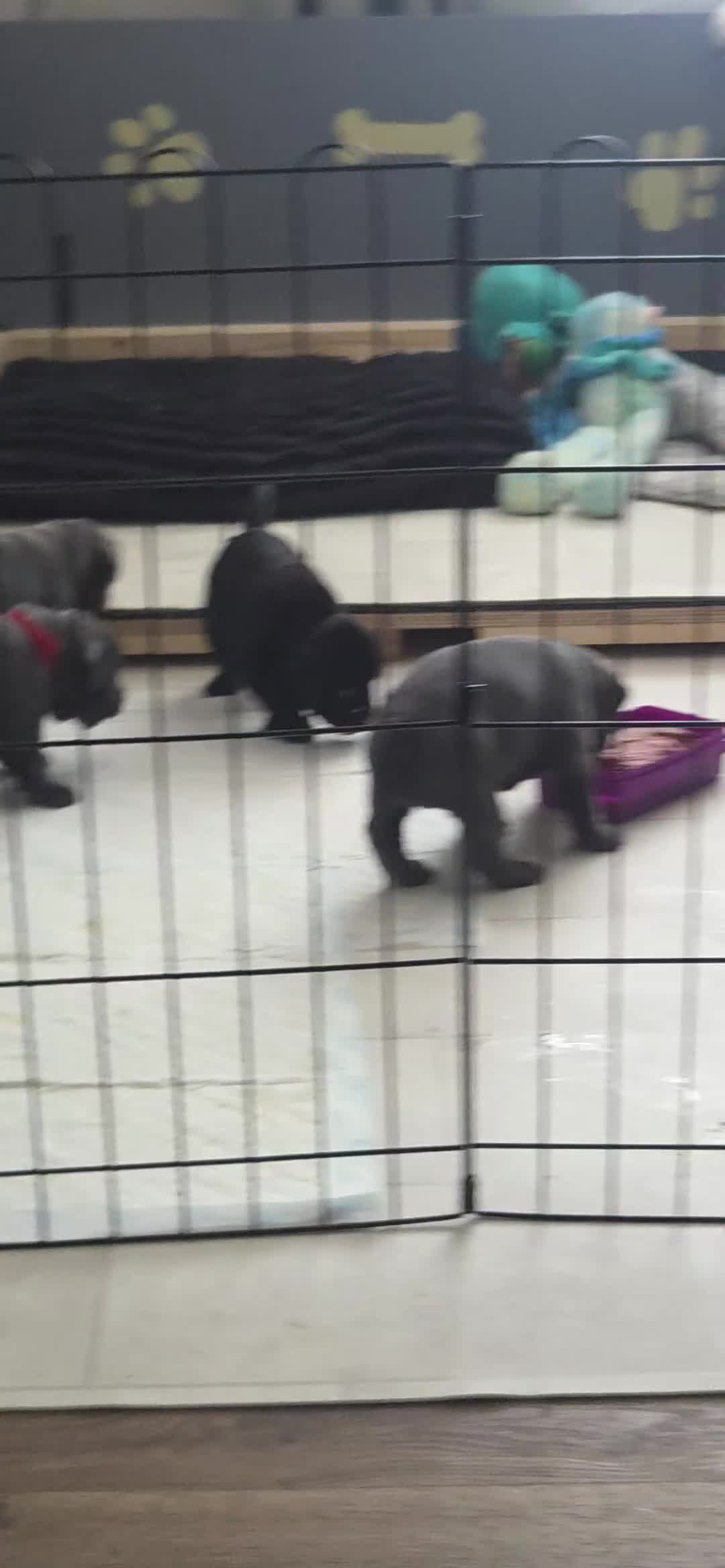 Staffordshire Bull Terrier dogs for sale: 3 Staffordshire bull terrier pups, girls in Abertillery - Video 1