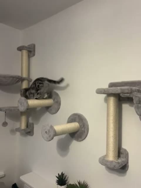 British Shorthair cats for sale: Beautiful Pure Bred Silver BSH  - Video 1
