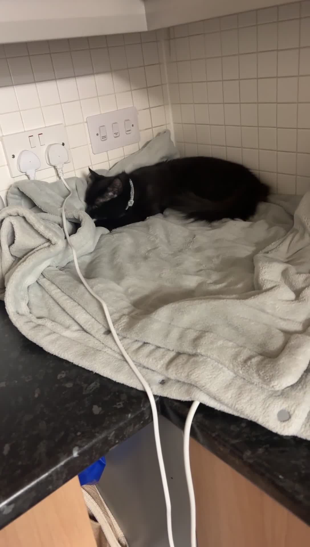 Maine Coon cats for sale: bubbles is looking for her forever home in Hinckley - Video 2