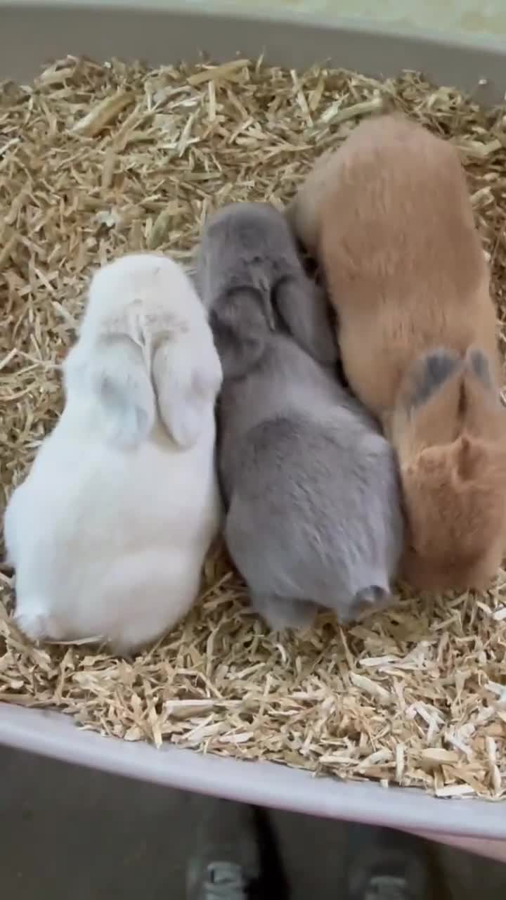 Mini Lop rabbits for sale: MINI LOP BUNNIES - PEDIGREE  in Ilminster - Video 3