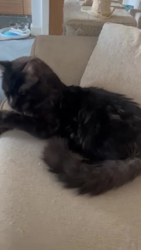 Maine Coon cats for sale: Beautiful Full breed Maine Coon GCCF - Video 2
