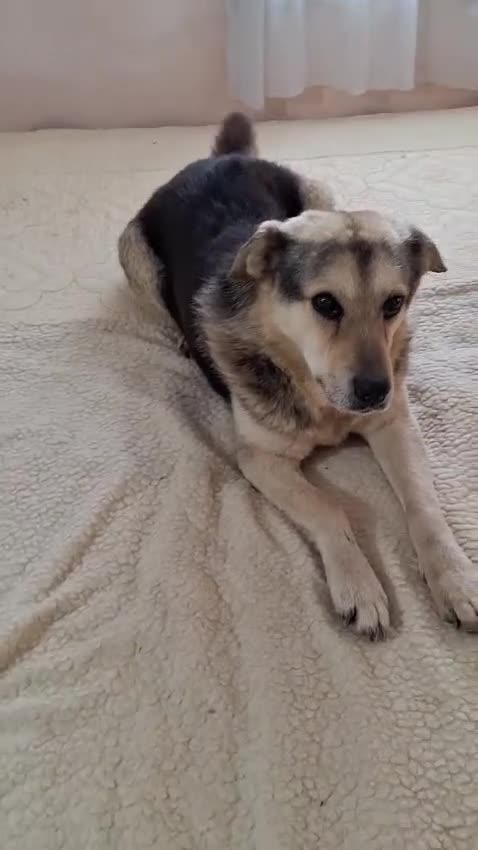 Mixed Breed dogs for adoption: Oldie but Goldie MAX needs a Loving Home - Video 3