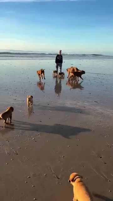 Dogue De Bordeaux dogs for sale: Perfect Dogue de Bordeaux puppies for sale. - Video 1