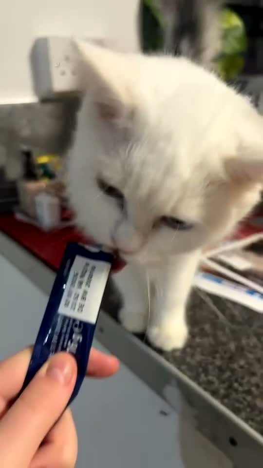 Turkish Angora cats for sale: Beautiful Female Kitten Looking for a Loving Home - Video 1