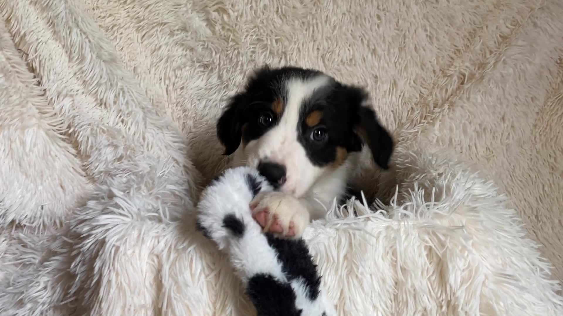 Border Collie dogs for sale: Border Collie Puppies | Health Tested Parents  - Video 2