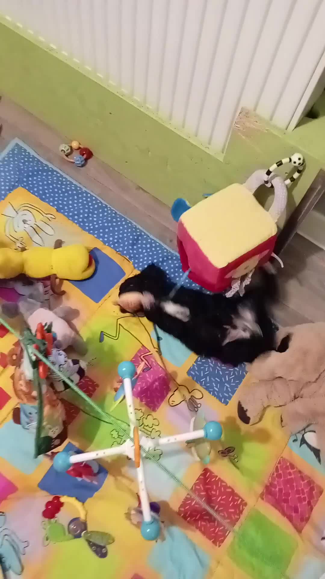 Cockapoo dogs for sale: Cockapoo - Video 3