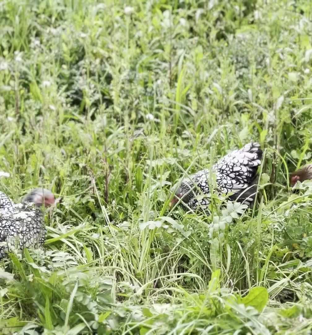 Chickens poultry for sale: Two Wyandotte Chickens For Sale - Video 1