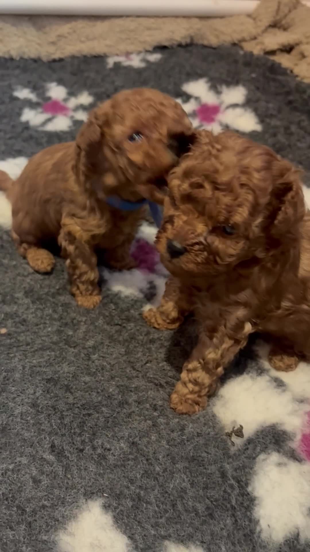 Cavapoo dogs for sale: Reduced & Ready! Tiny toy boy Cavapoos - Video 3