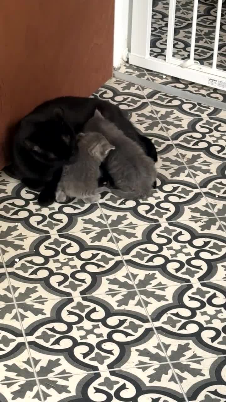 Mixed Breed cats for sale: Beautiful  kittens  - Video 2