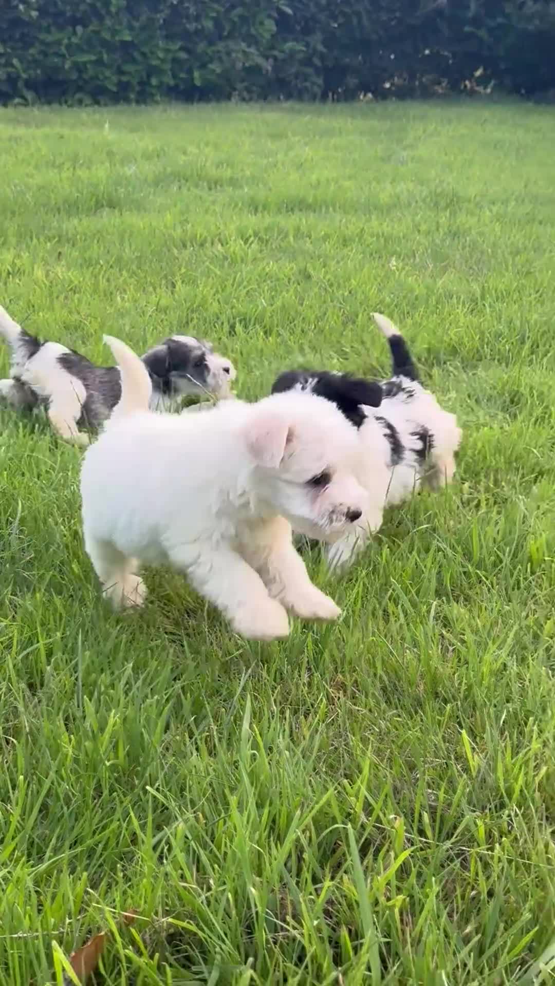 Miniature Schnauzer dogs for sale: Stunning, healthy BVA/MAC screened mini schnauzers - Video 2