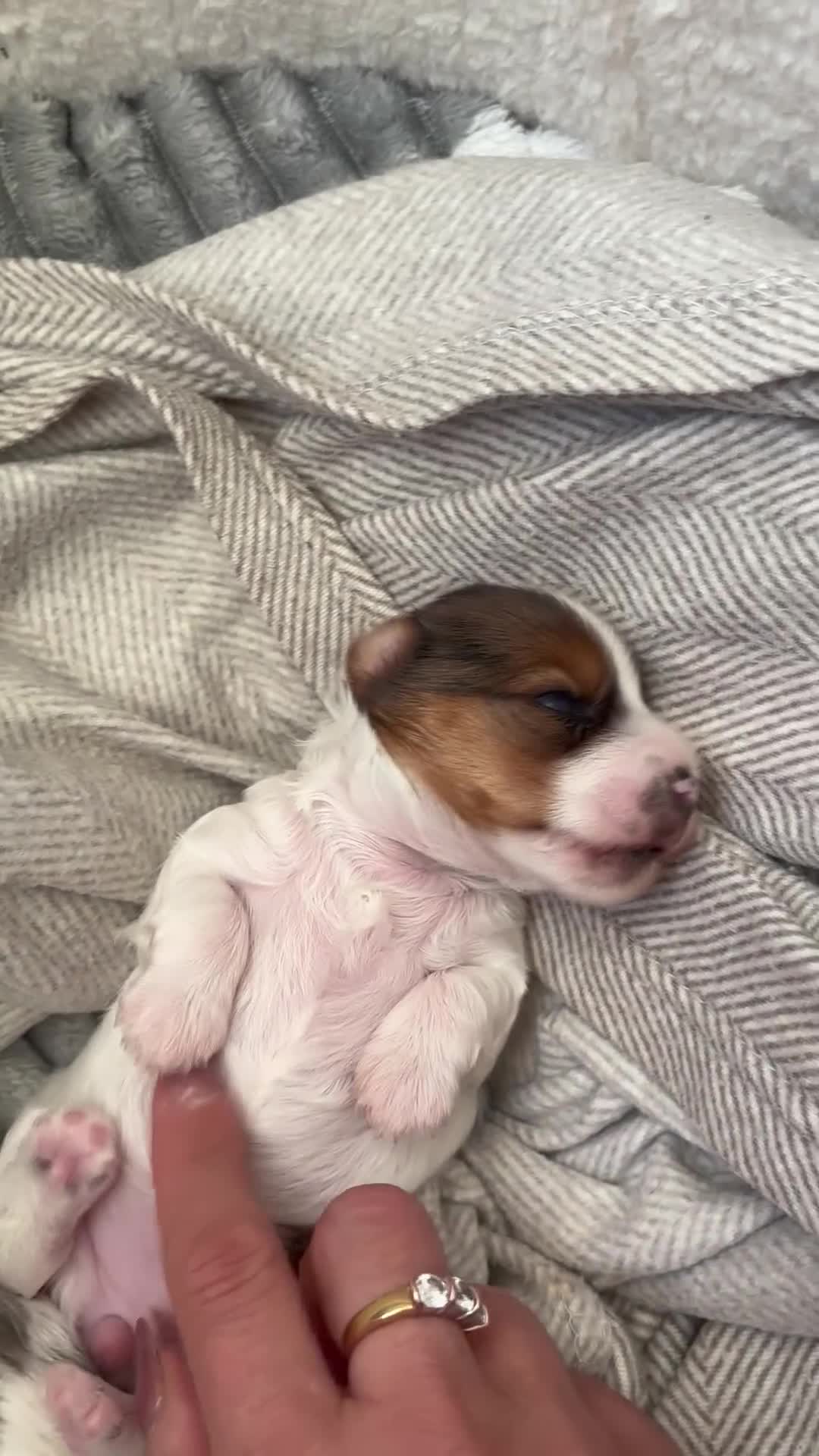 Yorkshire Terrier dogs for sale: ❤️Beautiful blue eyed Yorkshire terrier puppies❤️ - Video 3