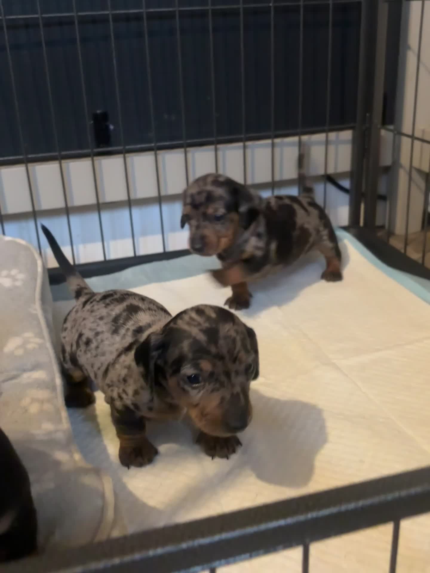 Miniature Dachshund dogs for sale: Beautiful miniature dachshunds  - Video 1