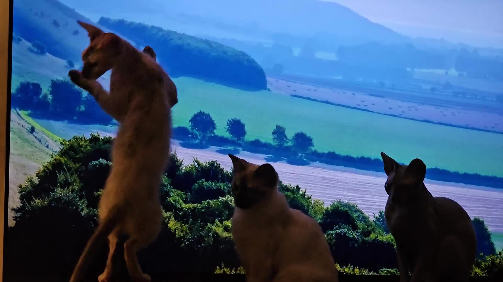 Sphynx cats for sale: Sphynx x Siamese kittens - Video 1