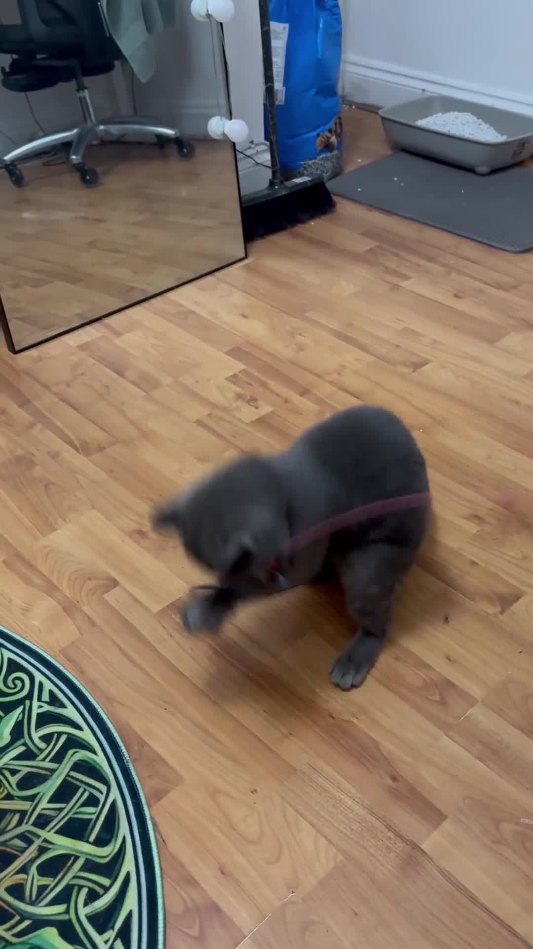 British Shorthair cats for sale: Lovely British Shorthair Cat for Sale – Simba 🐾 - Video 2