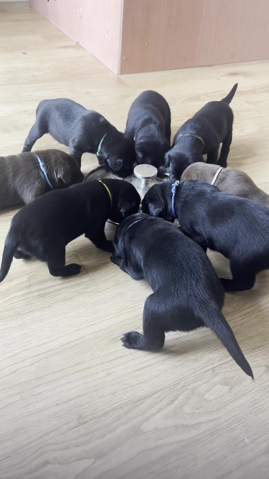 Labrador Retriever dogs for sale: KC Labrador Puppies – Exceptional Temperaments - Video 1
