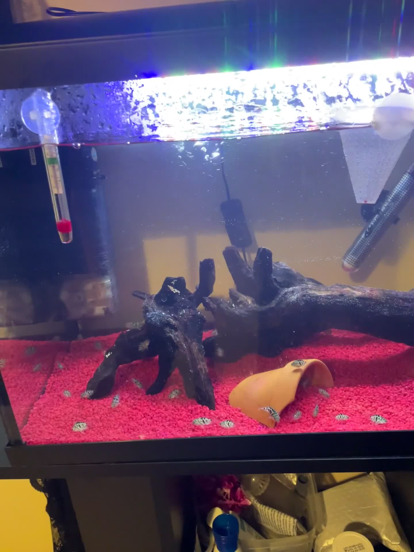Other/Mixed Breed fish for sale: Polarblue parrot cichlids  - Video 1