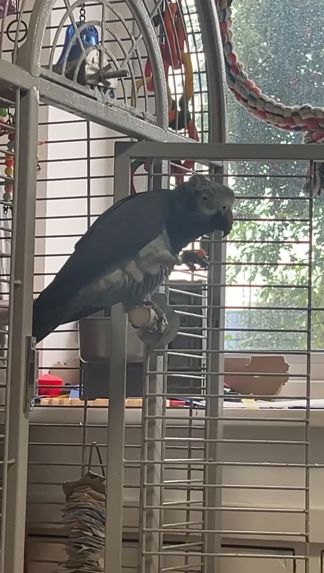 Parrots birds for sale: African grey timneh parrot in Smethwick - Video 1