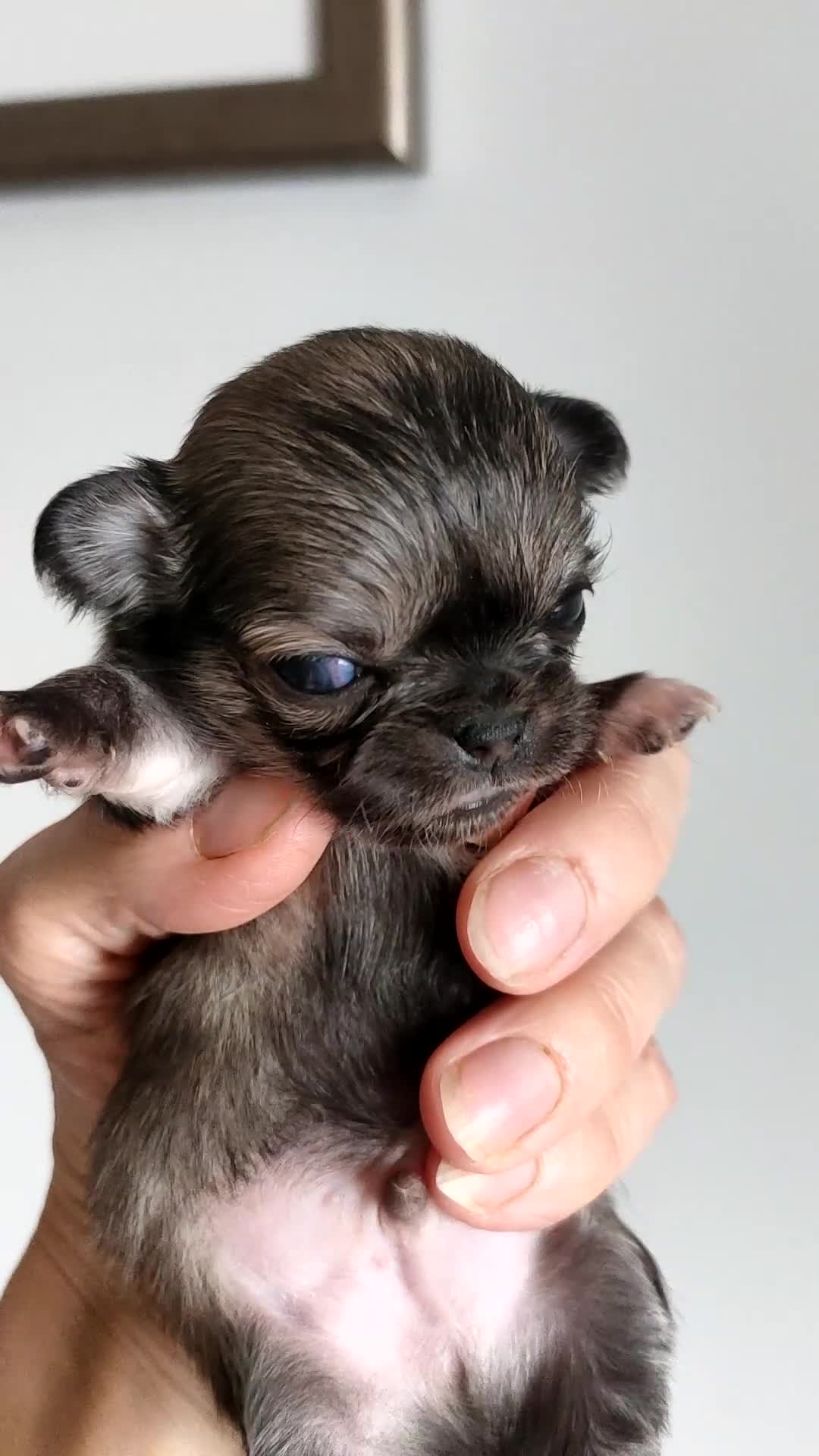 Chihuahua dogs for sale: Stunning long coat chihuahua puppies  - Video 1